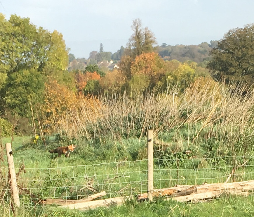 A fox running through a pasture